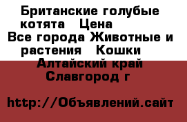 Британские голубые котята › Цена ­ 5 000 - Все города Животные и растения » Кошки   . Алтайский край,Славгород г.